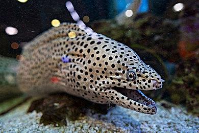 《异星探险家》发布Switch版新预告 游戏今日正式发售